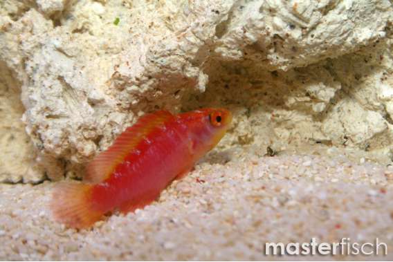 Flame wrasse
