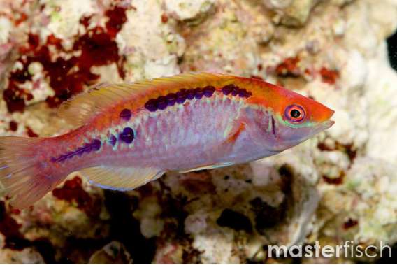 Lubbock'S Fairywrasse