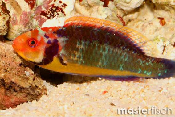 Solorensis Fairywrasse