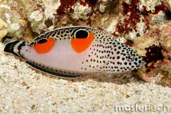 Clown Wrasse