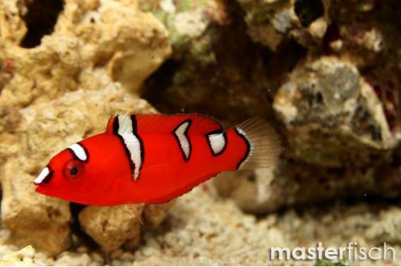 Yellow Tail Clown Wrasse