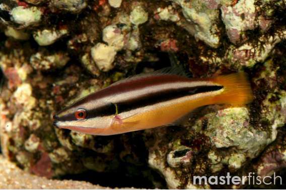 Wandering Cleaner Wrasse