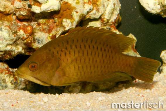 Slingjaw Wrasse