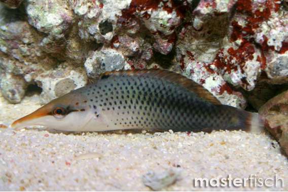 Birdmouth-wrasse
