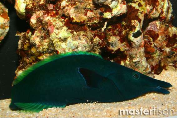 Green Bird Wrasse