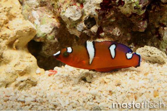 Cuvieri Wrasse Adult