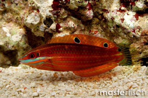 Red-lined Wrasse