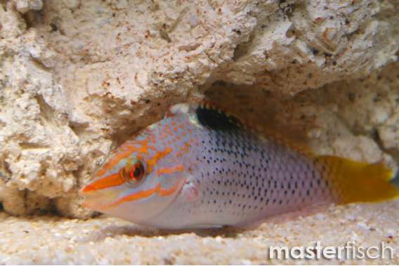 Checkerboard Wrasse Juvenile