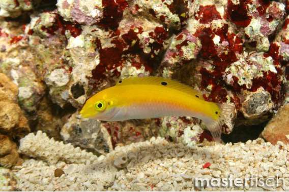 Whitebelly wrasse