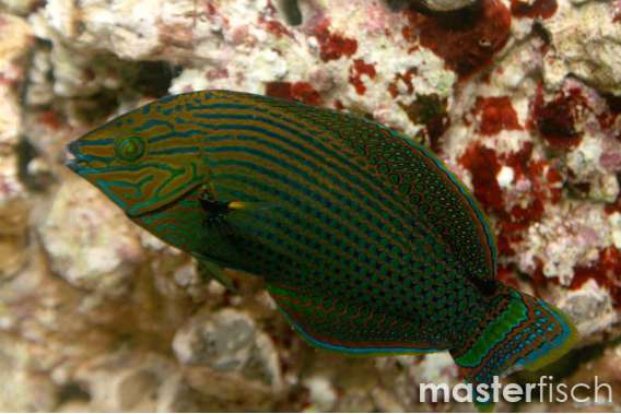 Dusky Wrasse