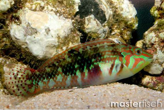 Picture Wrasse Adult