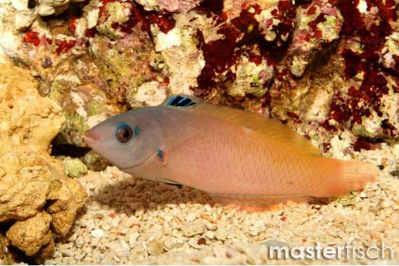 Purpleheaded Wrasse Juvenile