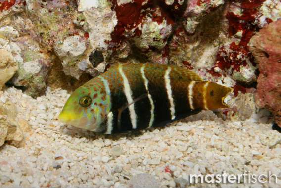 Barred Thicklipwrasse