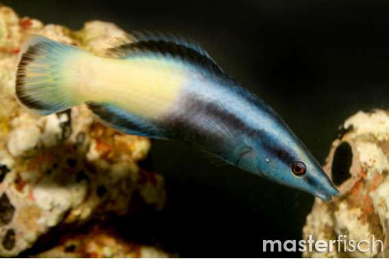 Bicolored Cleaner Wrasse Adult