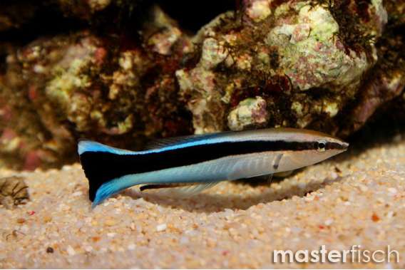 Cleaner Wrasse Adult