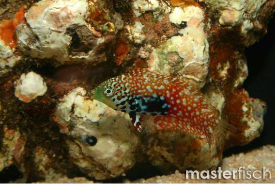 Leopard Wrasser