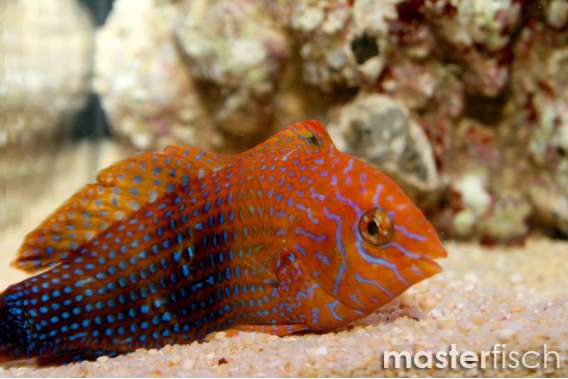 Geoffroy Wrasse