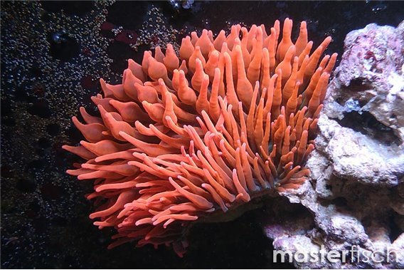 Red bubble anemone (cultured)