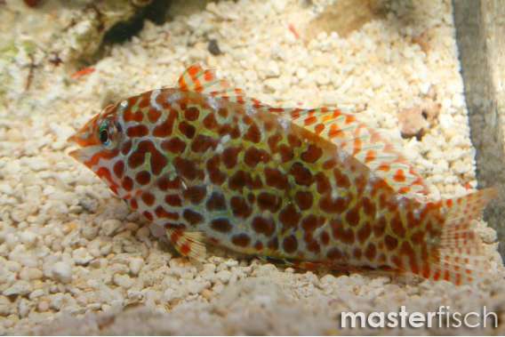 Leopard Wrasse
