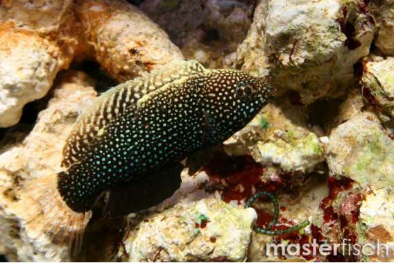 Yellospoted Wrasse