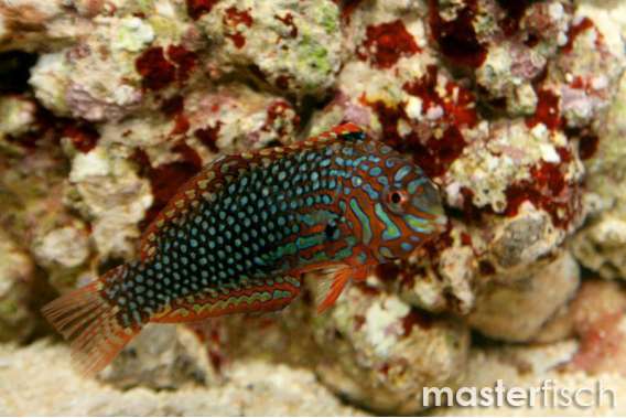 False Leopard Wrasse