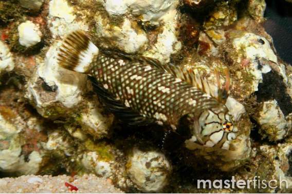 Dragon Wrasse Adult