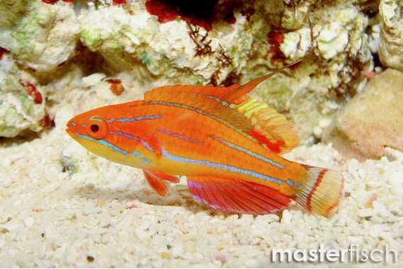 Carpenter'S Flasherwrasse