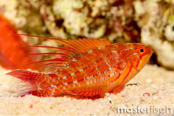 Filament Flasherwrasse