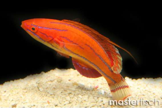 Eightlinefin Flasherwrasse Male
