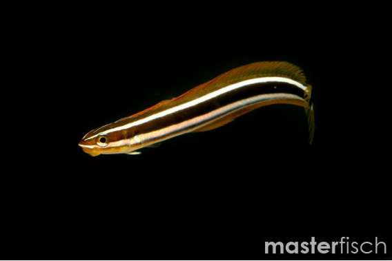 Bluestriped-fang Mimicblenny