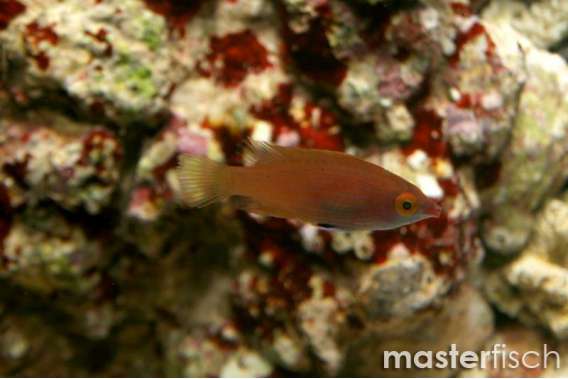 Ataenia Pigmywrasse
