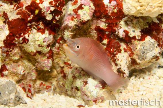 Disapperaring Wrasse