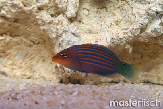 Sixstripe Wrasse