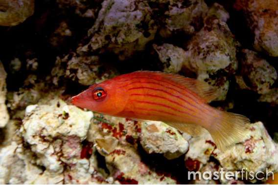 Eight-lined wrasse