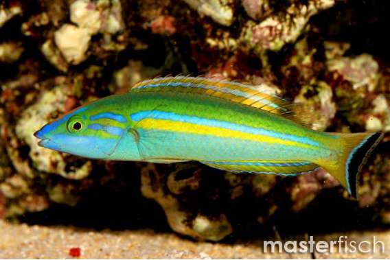 Smalltail Wrasse Female