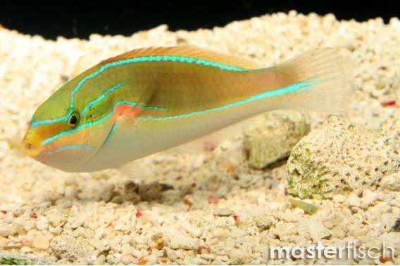 Red Shoulder Wrasse Male
