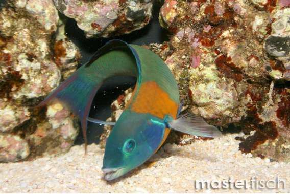 Saddle wrasse