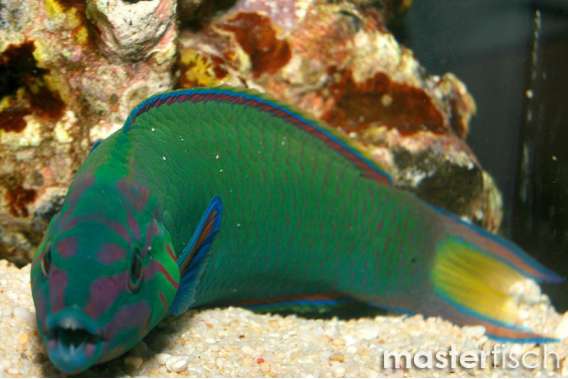 Crescent Wrasse