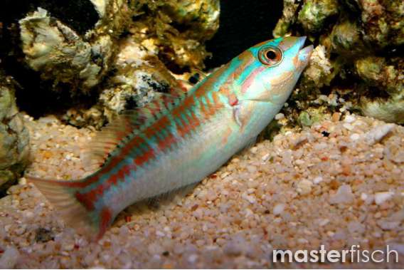 Fivestipe Wrasse