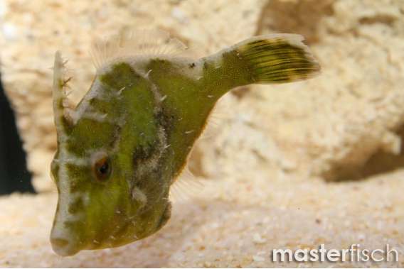 Matted Filefish