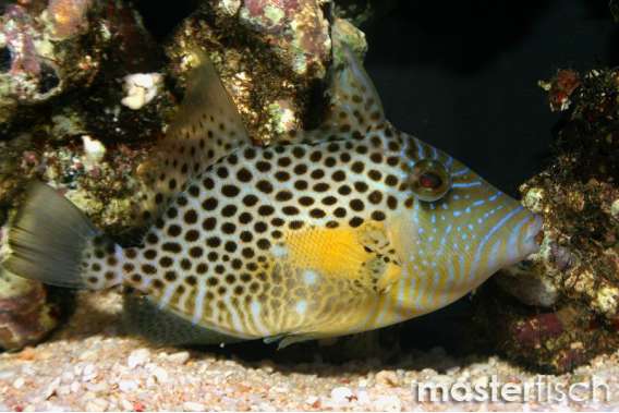 Bluespotted triggerfish
