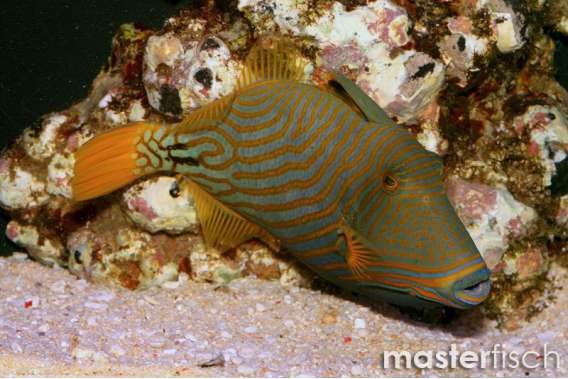 Orange-stripped Triggerfish