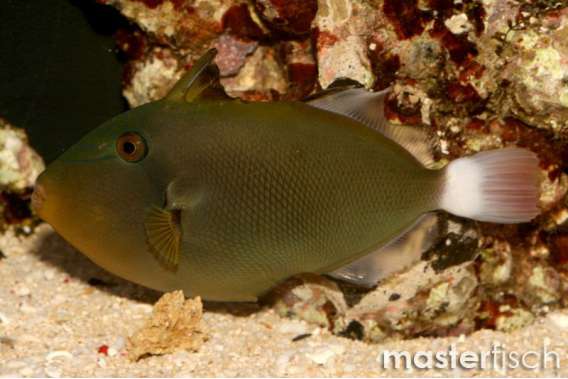 Pinktail Triggerfish
