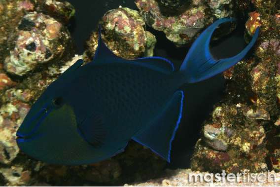 Redtooth Triggerfish