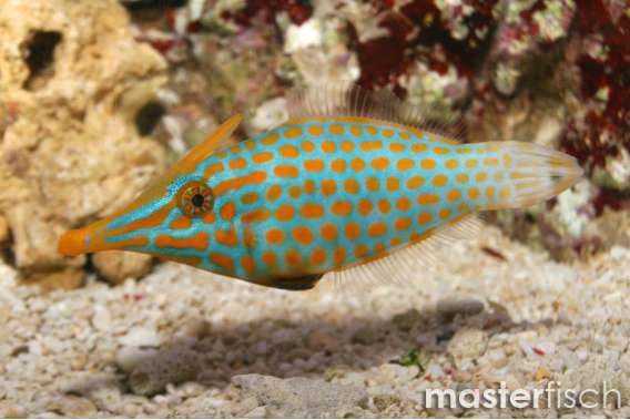 Longnose Filefish
