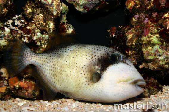 Yellowmargin triggerfish