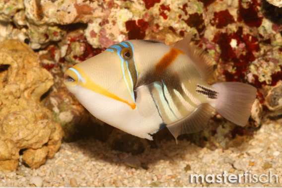 Picasso Triggerfish (bred)
