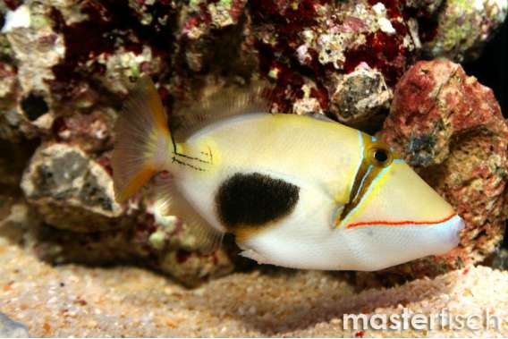 Blackbelly Picasso Triggerfish