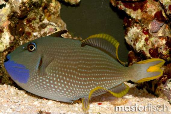 Gilded triggerfish