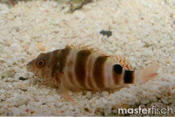 Redspotted hawkfish
